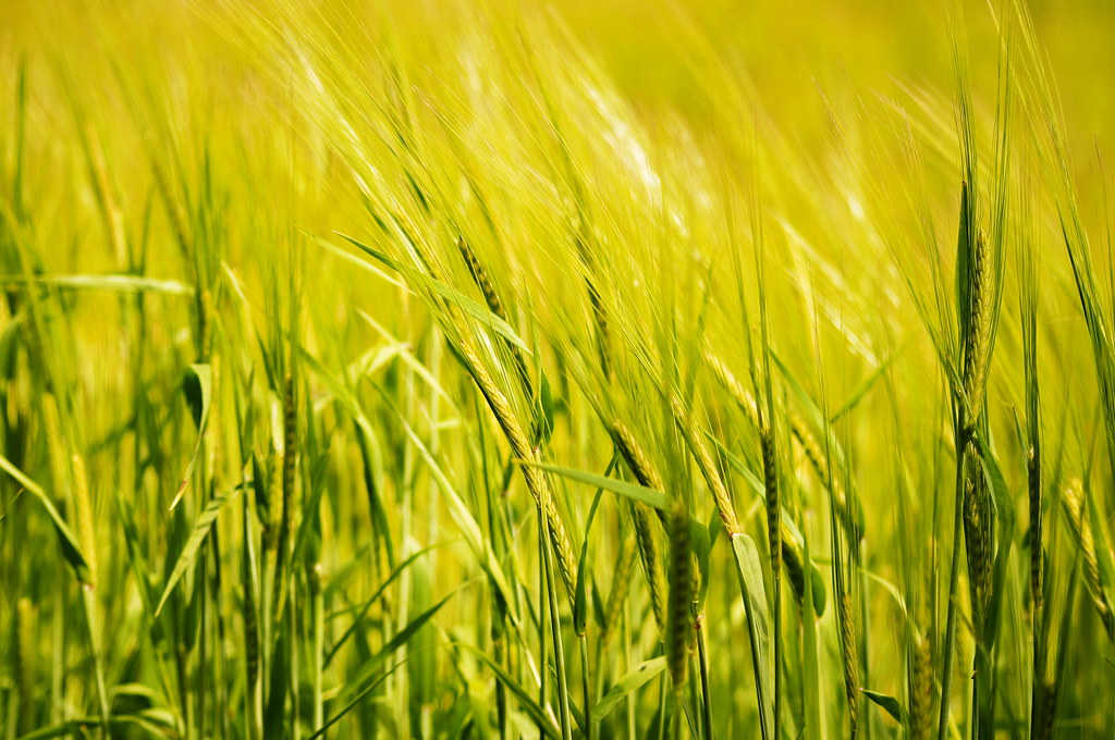 Campo di grano maturo al sole